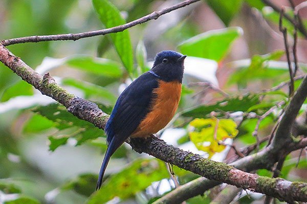 West Java – Sumatera Birding 21D20N